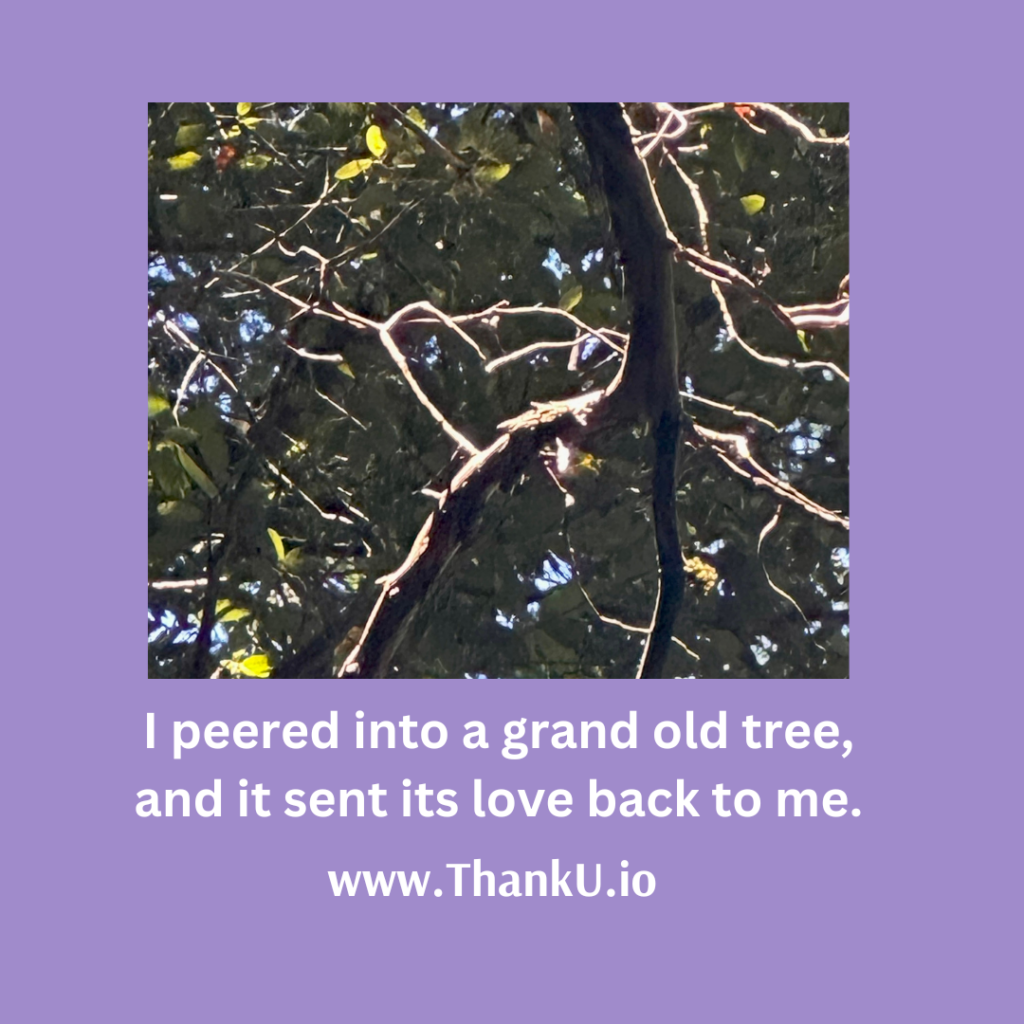 Tree with heart branches and quote I peered into a grand old tree, and it sent its love back to me.