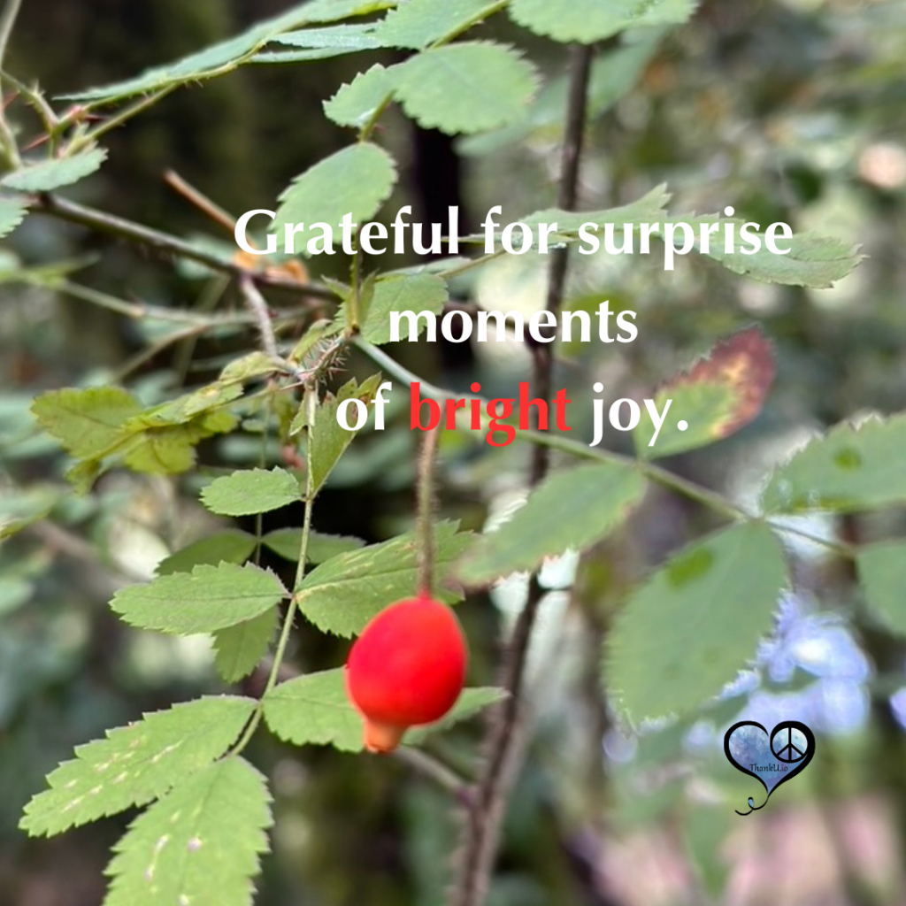 Photo of red berry with Gratitude quote