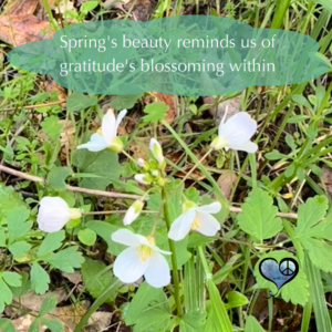 Photo of spring flower with quote "Spring's beauty reminds us of gratitude's blossoming within