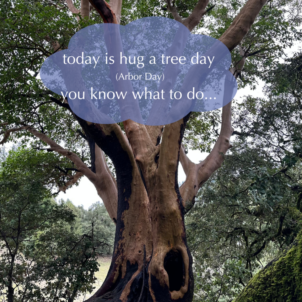 Image of tree with saying "today is hug a tree day (Arbor Day) you know what to do.