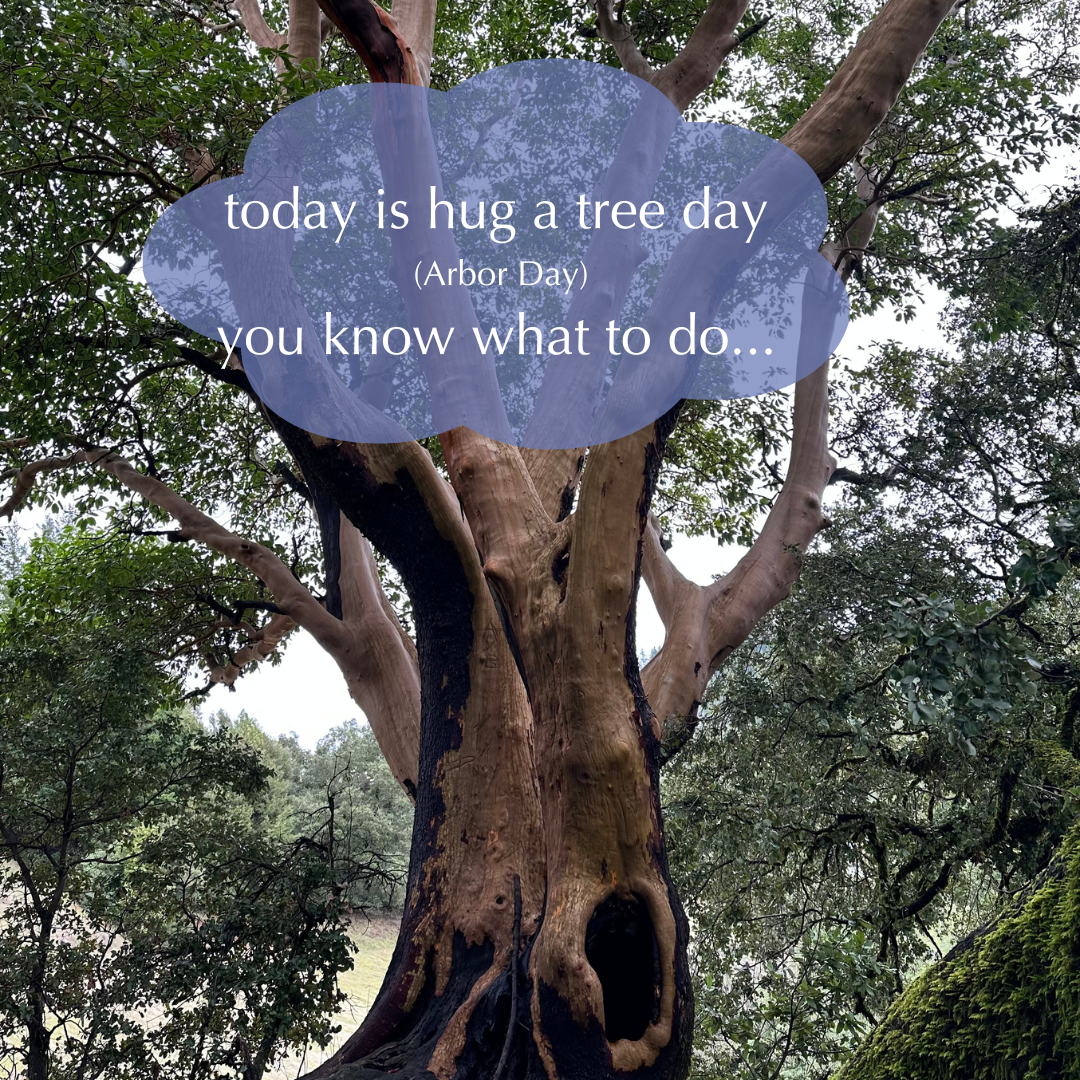 Image of tree with saying "today is hug a tree day (Arbor Day) you know what to do.