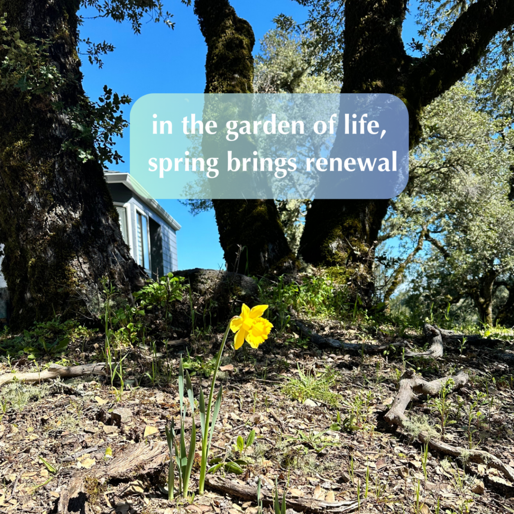 Photo of first daffodil of spring and saying "in the garden of life, spring brings renewal