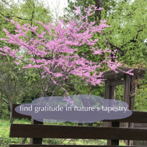 Photo of cherry blossoms with saying "find gratitude in nature's tapestry"