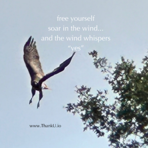 Photo of Red Shouldered Hawk flying from tree. "Free yourself soar in the wind... and and the wind whispers "Yes"